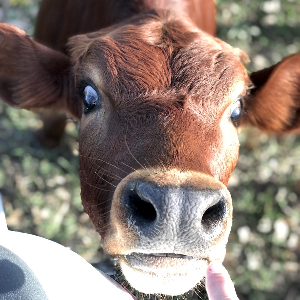 Meet your Posher, Phoebe!